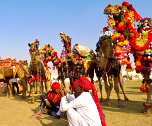 Camel Fair